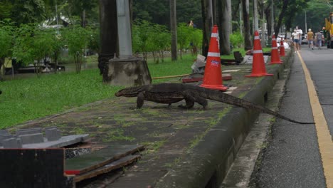 A-monitor-lizard-is-crawling-toward-the-grass