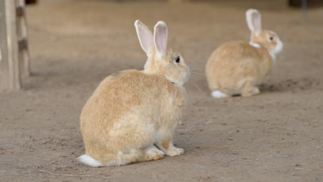 Cute-small-rabbits-inside-farm-building,-close-up-view