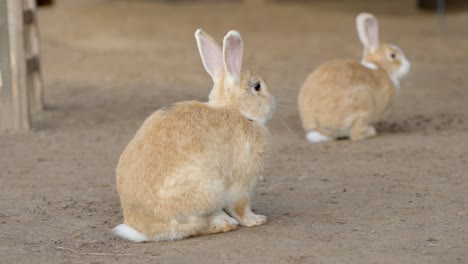 cute small rabbits inside farm building, close up view