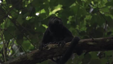 a howler monkey (alouatta) rests quietly on a branch, surrounded by the dim light of costa rica's dense tropical rainforest