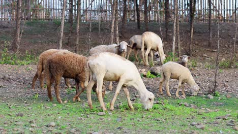 flock of sheep feeding and socializing in a field