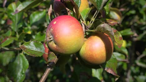 Äpfel-Auf-Einem-Ast-Im-Sonnenschein,-Der-Sich-Im-Wind-Bewegt