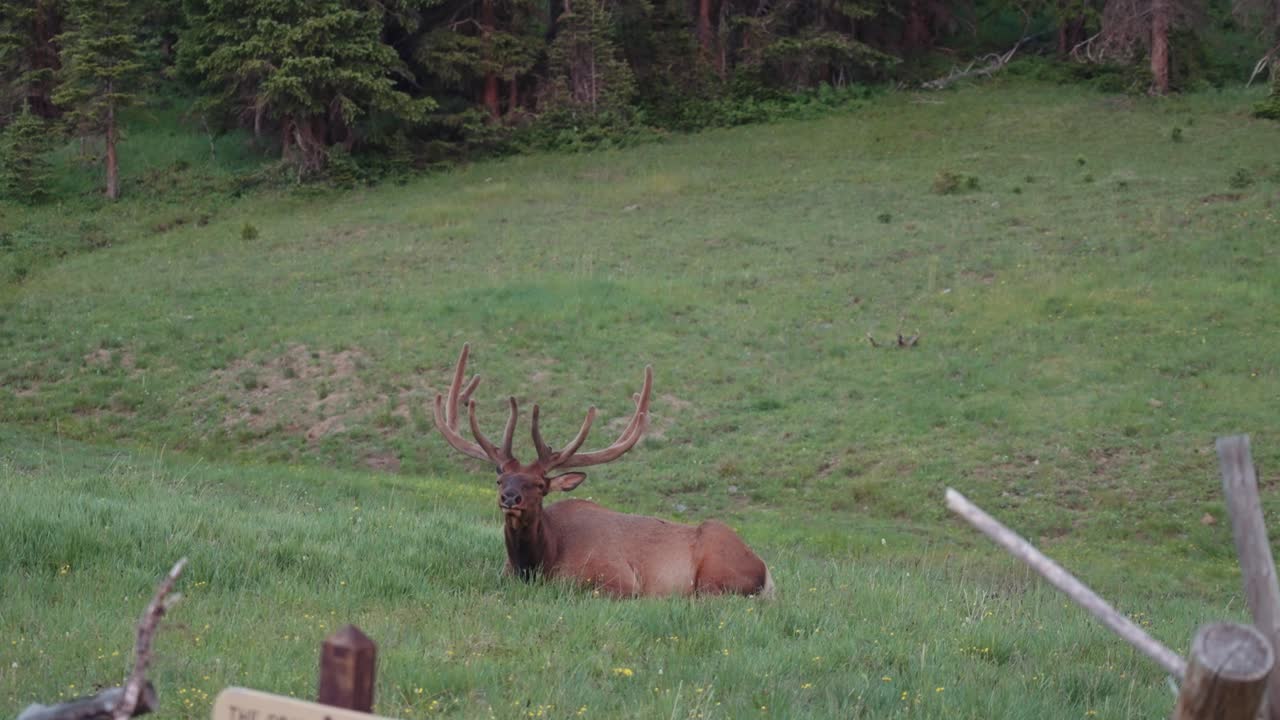 alce cerrar el parque nacional de las montañas rocosas-1