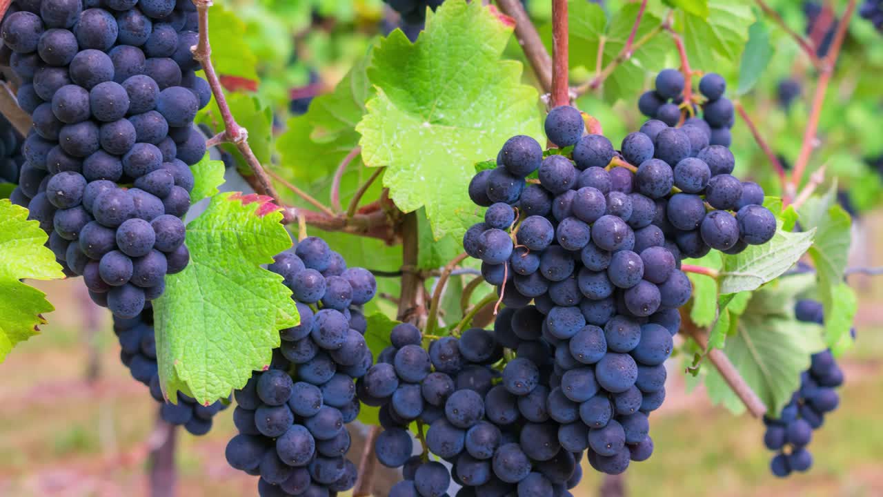 acercar las uvas azules