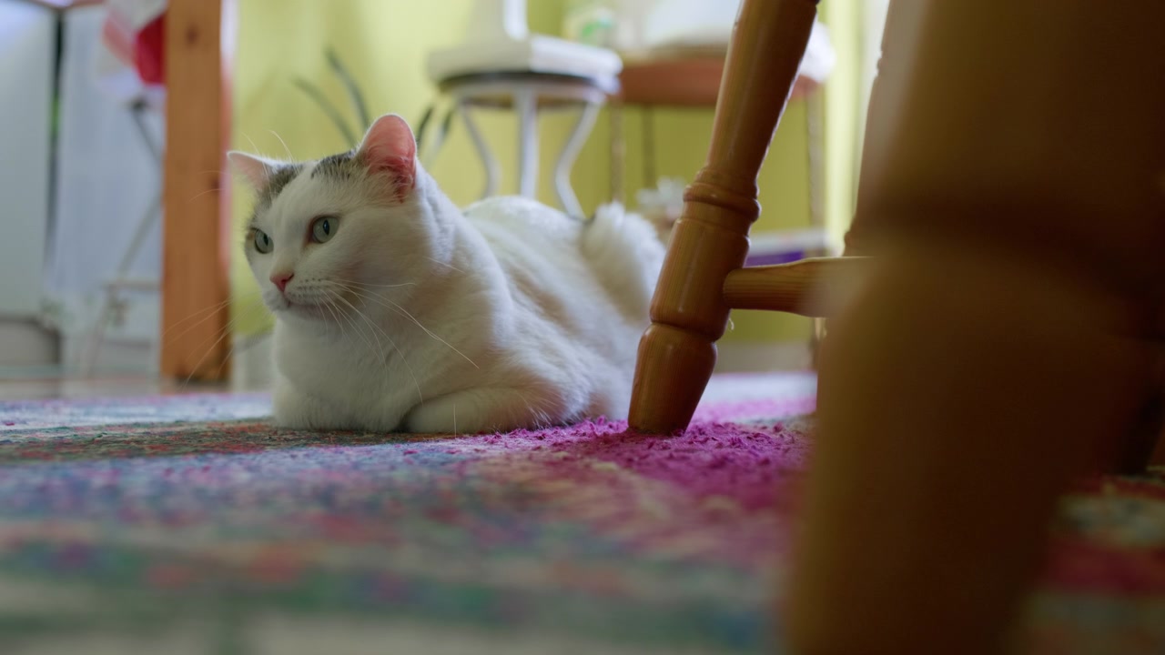 Profilo di gatto, animale domestico sul pavimento della cucina, ripresa statica con treppiede. Primo piano laterale di un gatto domestico bianco e nero che riposa tranquillamente in appartamento.
