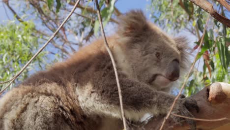 koala on tree branch