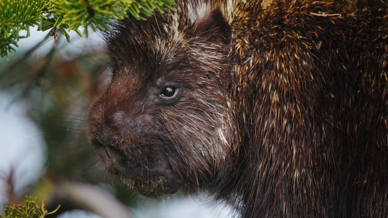 retrato en primer plano de un roedor puercoespín con espinas afiladas en un bosque salvaje cerca de carcross, yukon, canadá