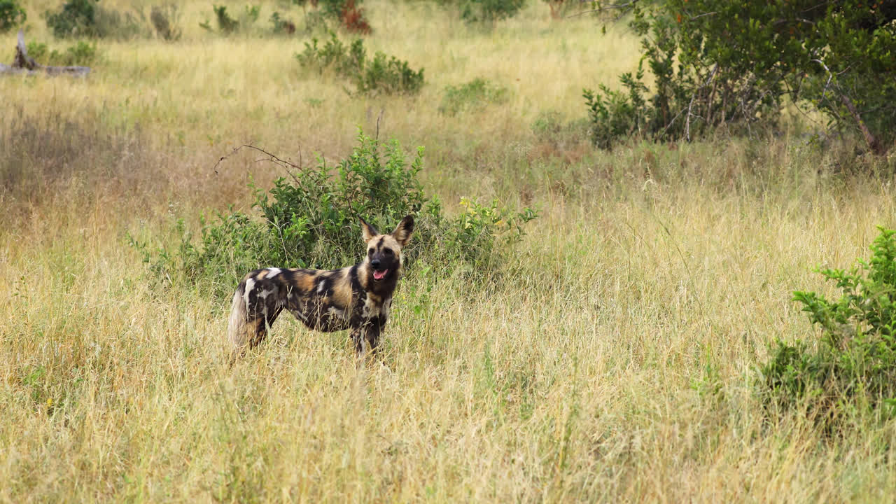 African Wild Dog In Savannah In Sabi Sands, South Africa - Wide Shot