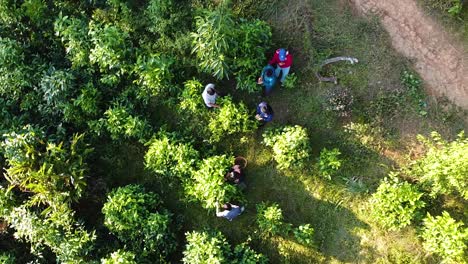 trees with people harvesting in the forest drone shot