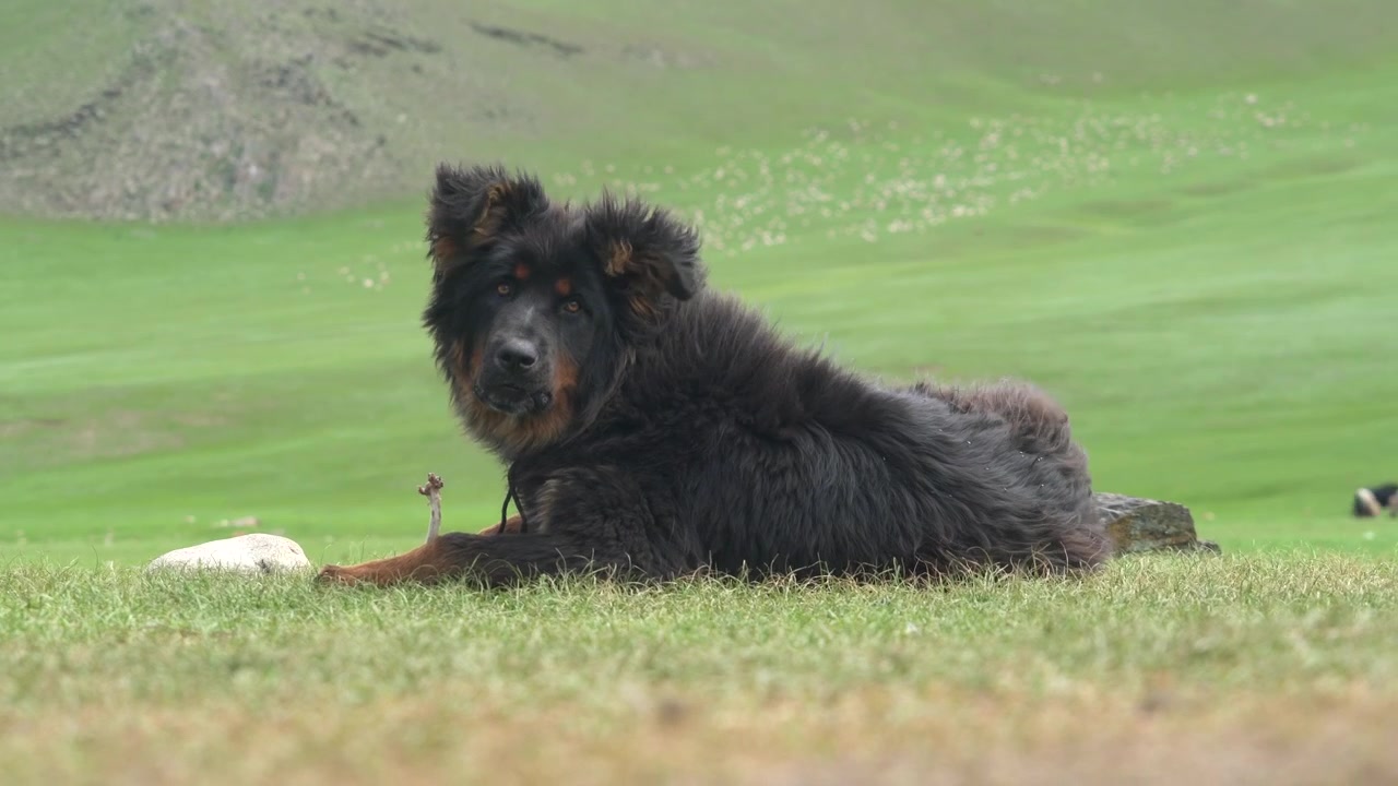 Tibetská doga odpočívající na zelené louce