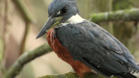 martín pescador macho anillado posado sobre el río, plumaje marrón y azul oscuro, primer plano extremo