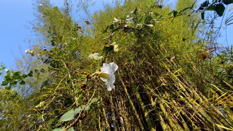 Close-up-shot-of-white-colored-flowers-Thunbergia-grandiflora-in-the-garden