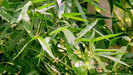 tropical green waving bamboo tree branch blowing in wind natural relax background concept with sunlight, abstract and bokeh