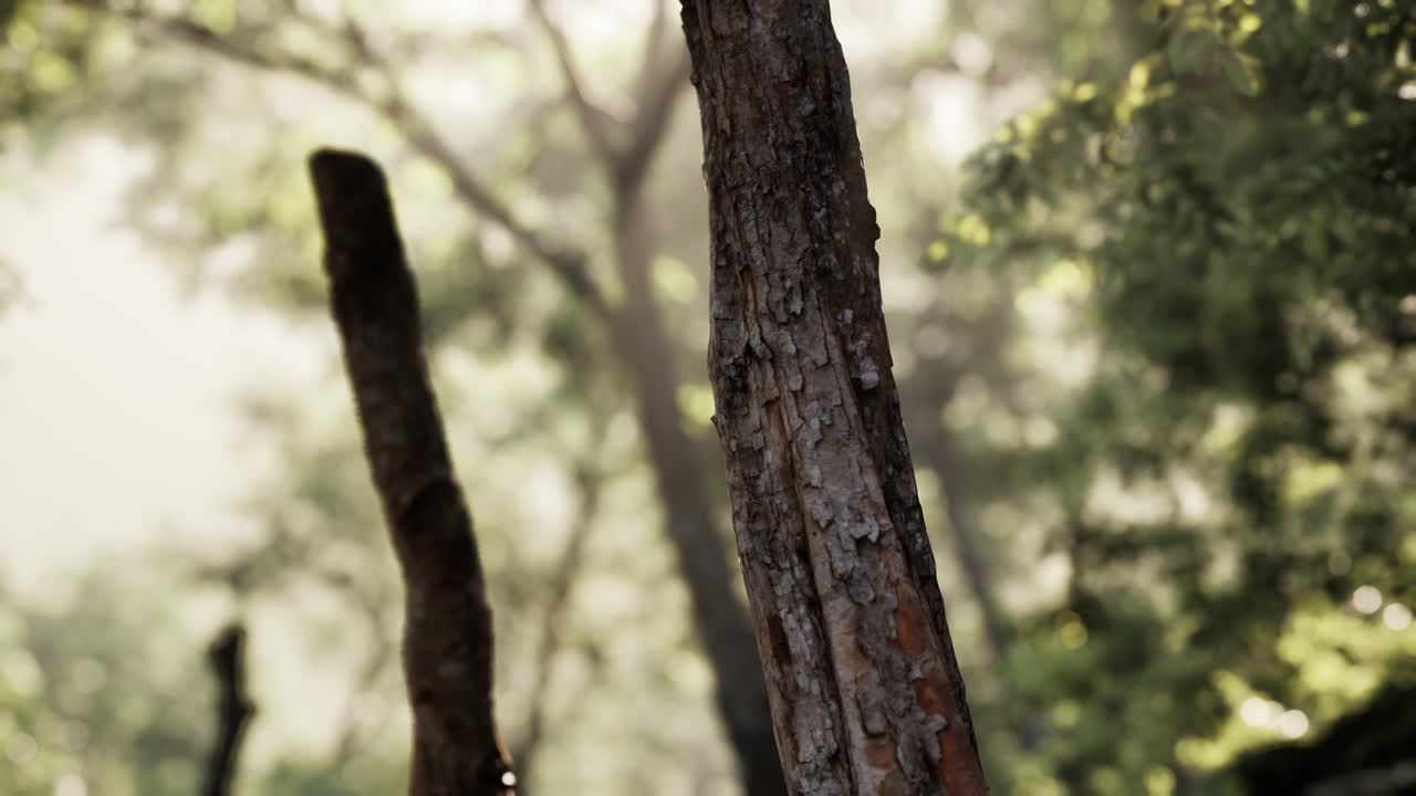 bosque brumoso en la madrugada