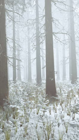 snow covered forest