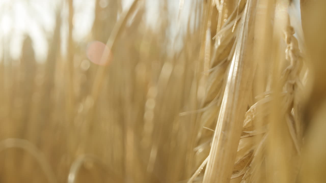 Macro shot of barley on a sunny day