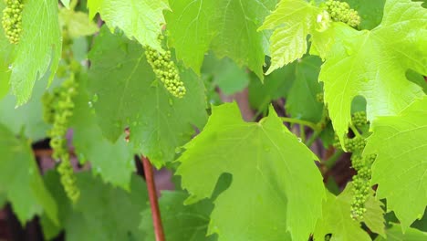 grape flower buds in spring ready to bring a bounty of wine in the fall