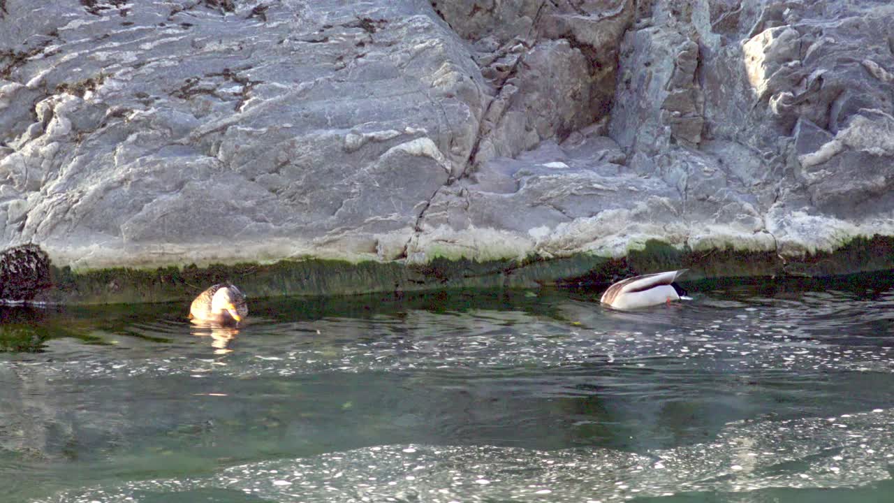 한 의 말라드가 하천에서 헤엄쳐서 겨울에 먹이를 찾습니다.