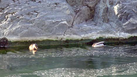 A-pair-of-mallards-swims-in-a-stream,-looking-for-food-in-winter