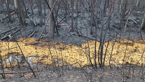 Nachwirkungen-Des-Waldbrandes-Am-Kirkland-Lake-Mit-Feuchter-Gelber-Anomalie-Zwischen-Verkohlten-Bäumen