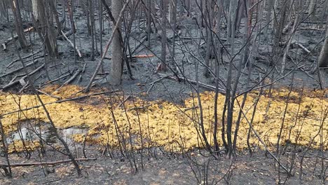 aftermath of kirkland lake forest fire with wet yellow anomaly among charred trees