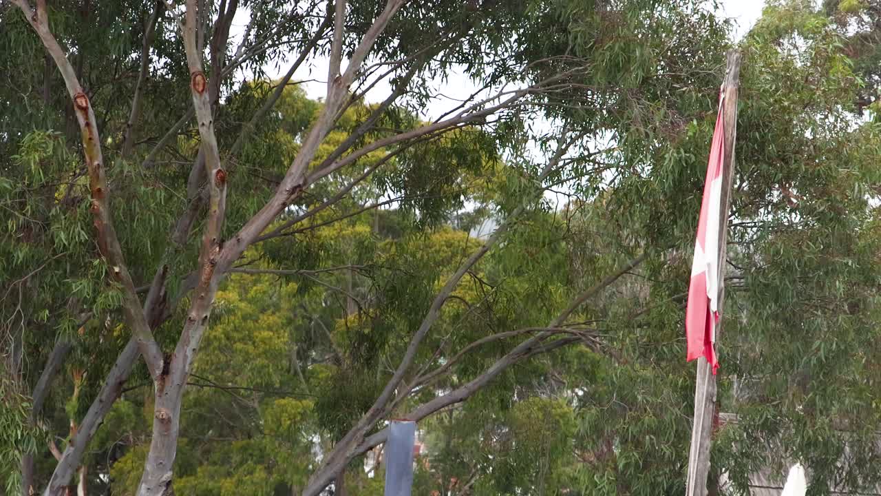 A red and white flag gently waves on a pole surrounded by eucalyptus trees under natural daylight