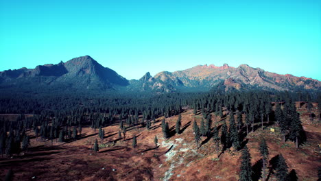 abetos y pinos y montañas de colorado