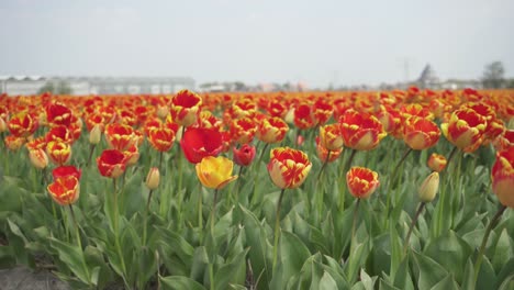 beautiful red and yellow tulips blooming in the field at spring