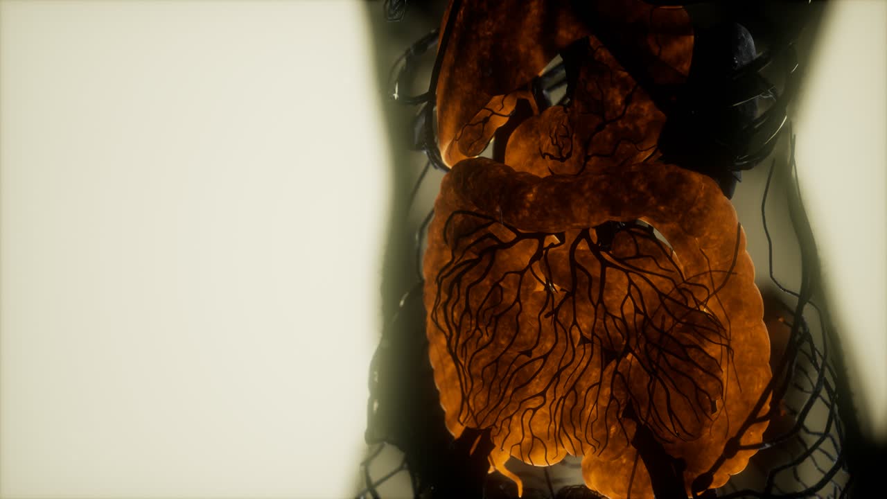 resonancia magnética de contraste de los órganos del cuerpo humano