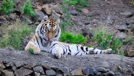 Beautiful-big-tiger-washing-herself-while-resting