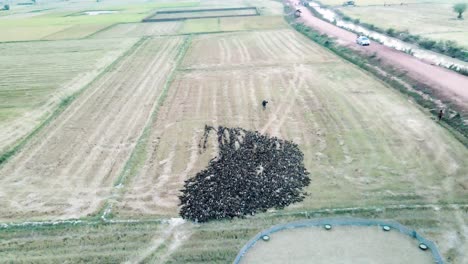 raft of ducks being hoarded into pen by farmers, follow flock