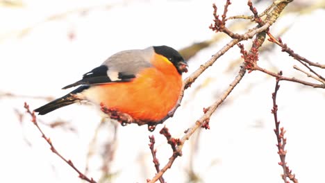 hand-held shot of a eurasian bullfinch eating berries off of a small branch