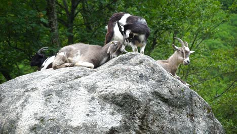 Ziegen,-Die-Sich-Lässig-Auf-Einen-Felsen-Setzen-Und-Sich-Gegenseitig-Mit-Den-Hörnern-Kratzen