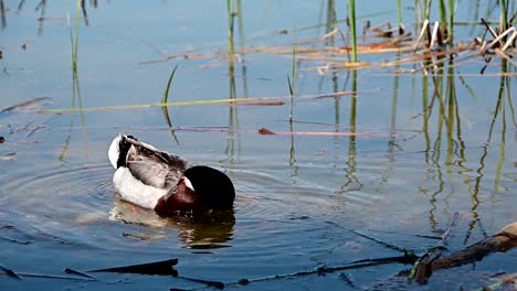 Pato-Mallard-Solo-Cerca-De-La-Orilla-De-Un-Lago