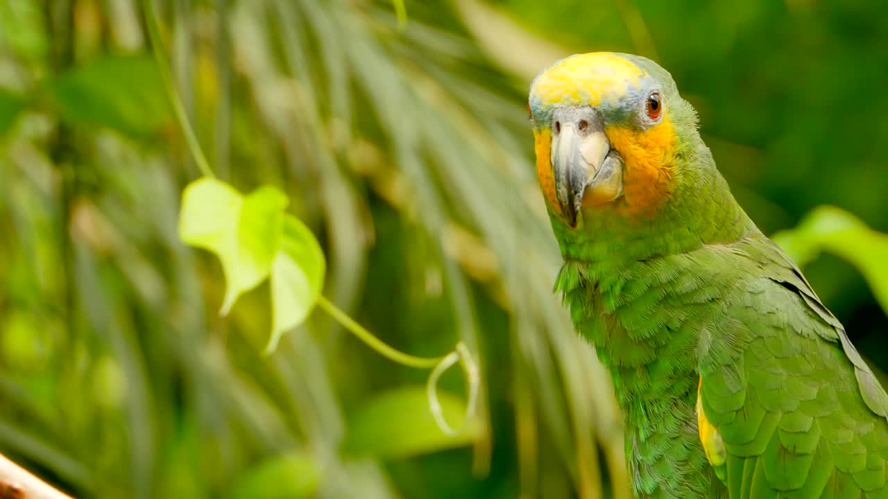 loro verde exótico tiro medio, selva amazónica