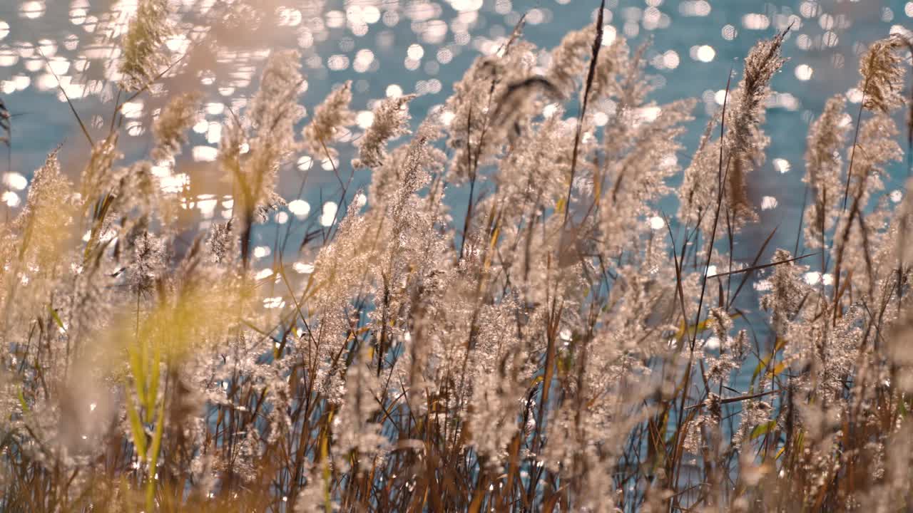 가와구치코 호수의 조용한 해안선을 포착하는 영화적인 은 뜨거운 황금빛의 해가 지는 빛에 목욕하는 활기찬 관목과 식물로 가득 차 있습니다.