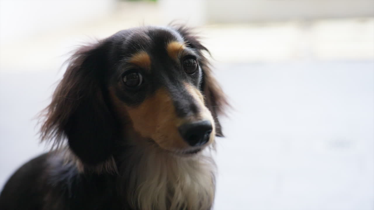 disparo en cámara lenta de un dachshund de pelo largo en miniatura que parece pensativo
