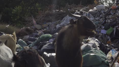 Cabra-Comiendo-De-Bolsas-De-Basura-De-Plástico-Plano-Medio-Constante-4k-Asia,-Tailandia-Filmada-Con-Sony-Ax700