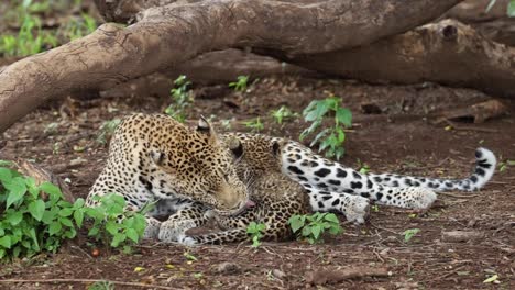 een luipaardje wordt gelikt en schoongemaakt door zijn moeder, mashatu botswana