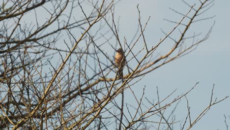 exotic bird on a branch searching for something