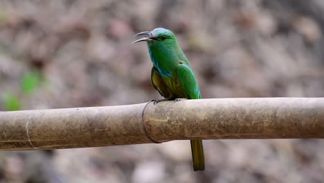 El-Abejaruco-De-Barba-Azul-Se-Encuentra-En-La-Península-De-Malaya,-Incluida-Tailandia,-En-Claros-De-Bosques-Particulares