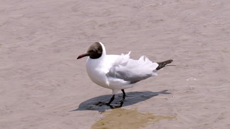 vadeando en el agua turbia y fangosa del mar, una gaviota de cabeza negra, chroicocephalus ridibundus se queda en el área de bangphu en samut prakan en tailandia