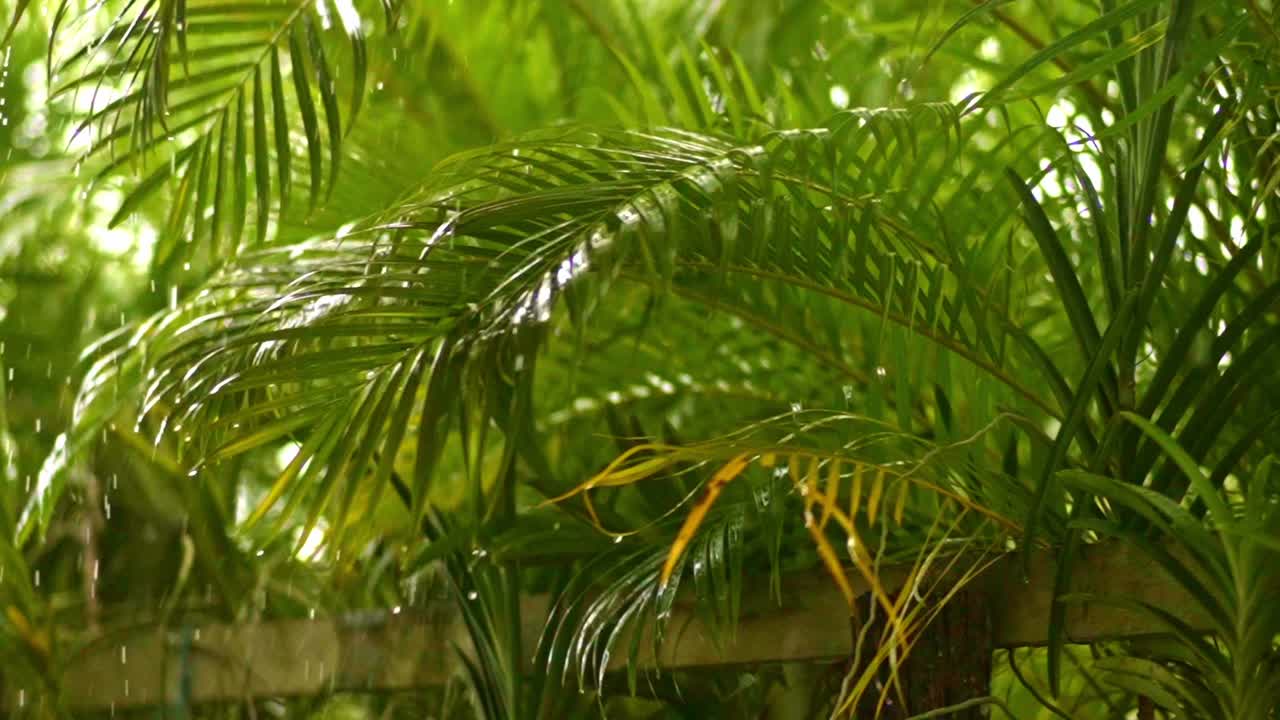 Gocce di pioggia intense che cadono su foglie di palma areca, primo piano con zoom lento.