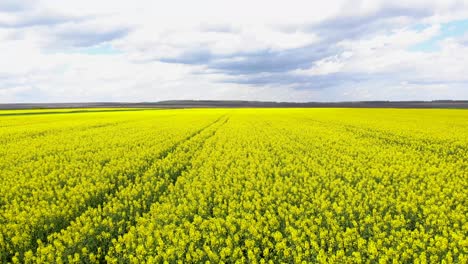 Volando-Sobre-El-Campo-De-Colza-De-Canola-Con-Cielo-Nublado