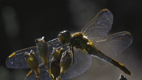 dragonfly on a flower