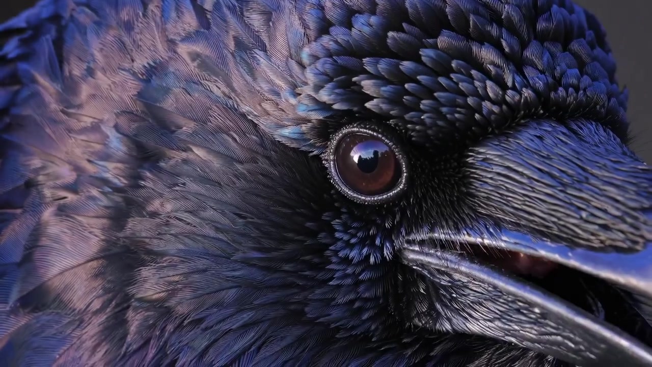 Extreme Close-up of a Crow's Eye and Iridescent Feathers