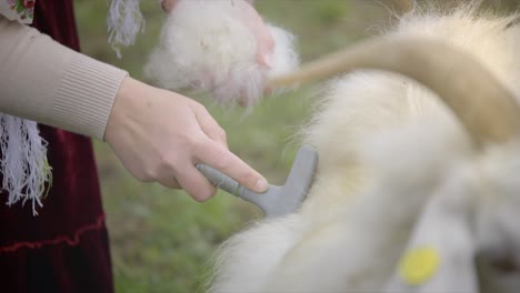 Combing-pashm-from-cashmere-goats