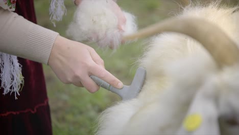 el pashm de peinado de las cabras de cachemira