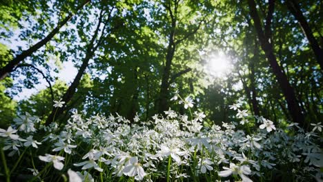 low-angle video of sunlit forest with white flowers in the foreground, capturing the serene beauty