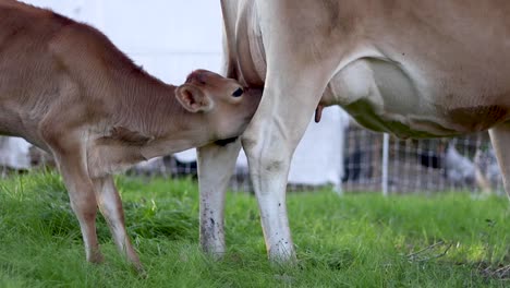 calf feeding from cow in green pasture, daylight, depicting farm life and animal care